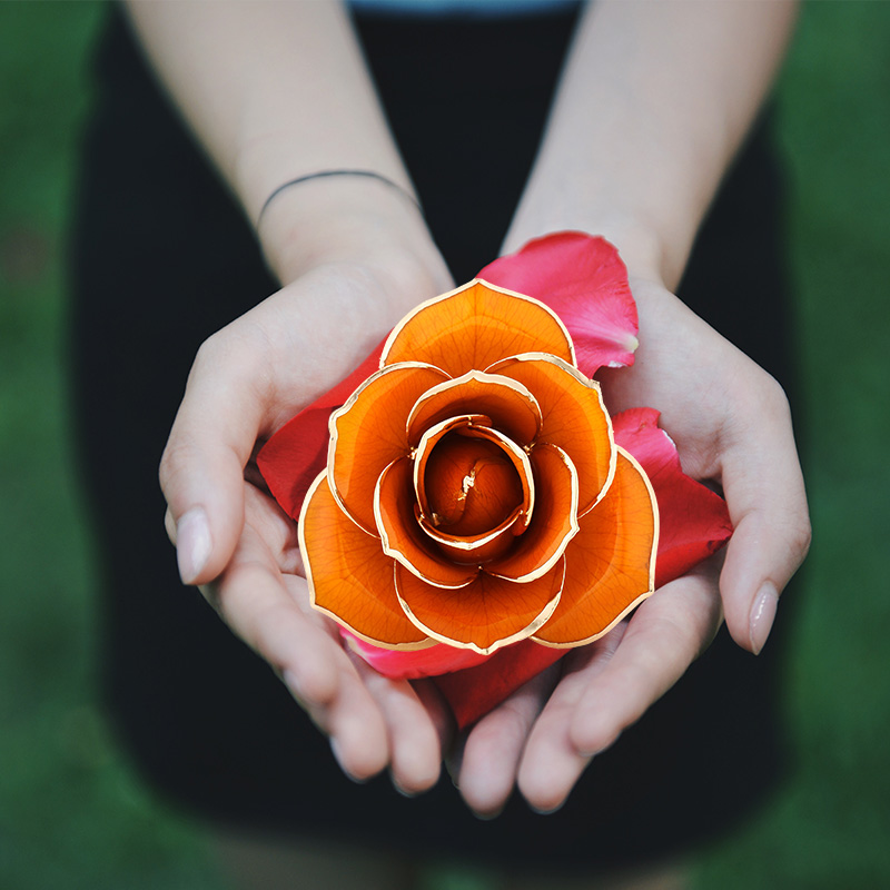 Love The Only Orange Gold Rose (natural Rose)